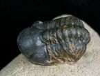 Bargain Reedops Trilobite - Inches #7141-2